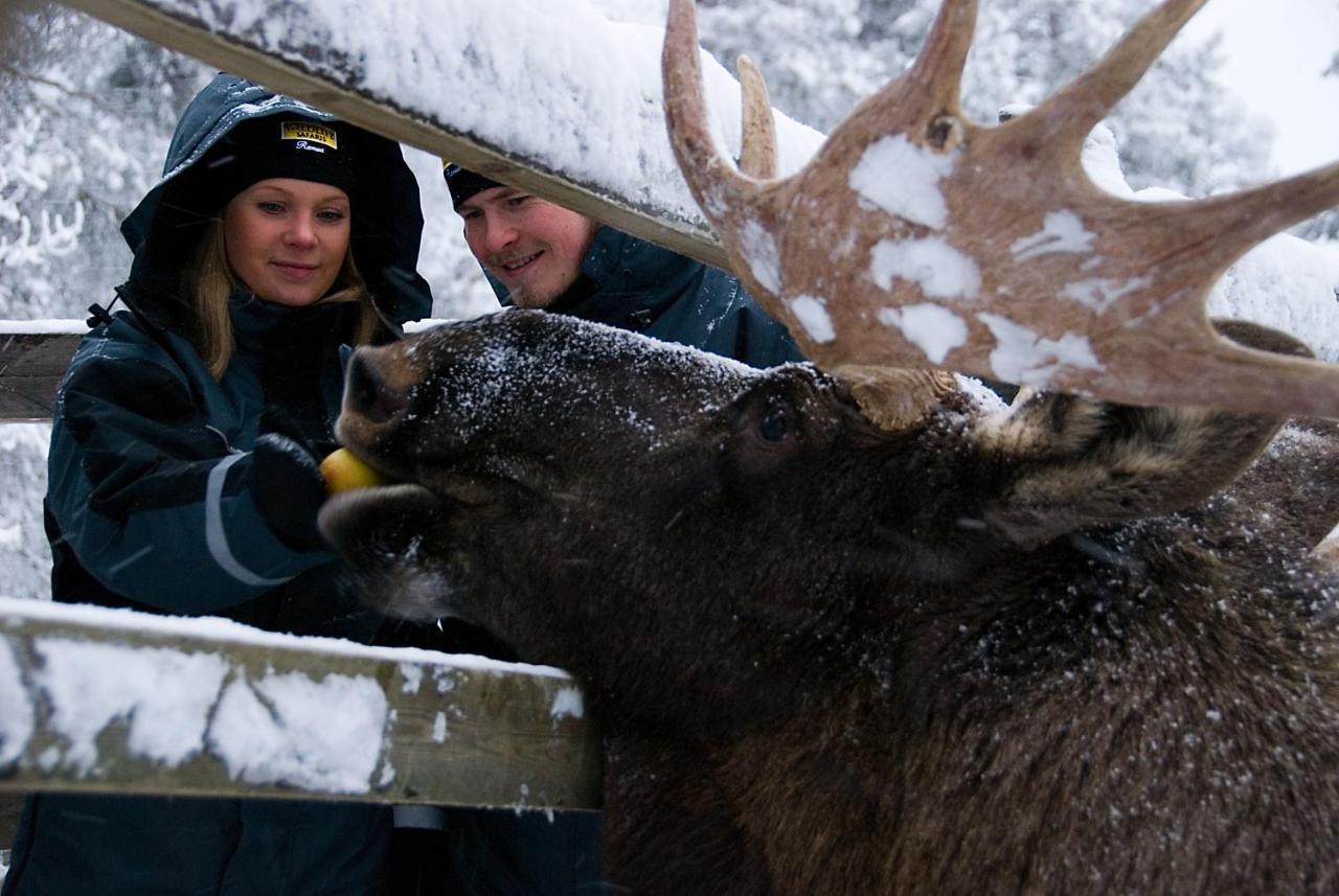 Lapland Northern Lights Hotel Ilveslinna ラヌア エクステリア 写真